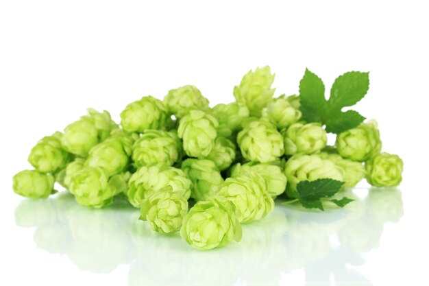 Fresh green hops, isolated on white