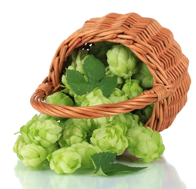 Fresh green hops in wicker basket isolated on white