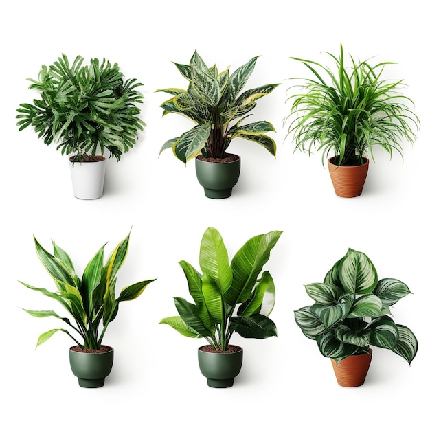 Fresh Green House Plants indoor tree plants for Interior design