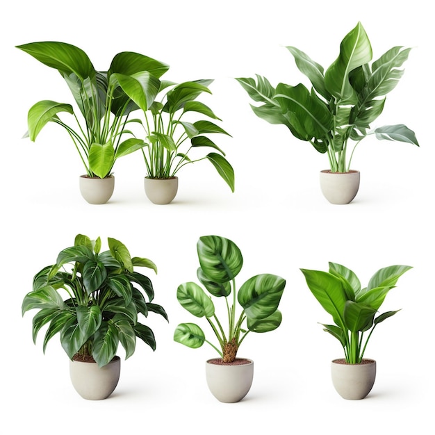 Fresh Green House Plants indoor tree plants for Interior design