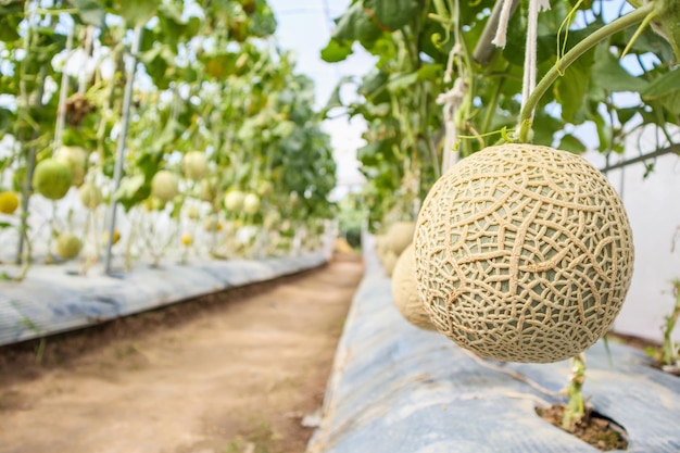 Fresh green Japanese cantaloupe melons plants growing in organic greenhouse garden