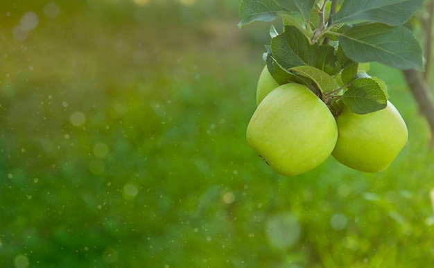 Premium Photo  Fresh, natural, organic, juicy green apples