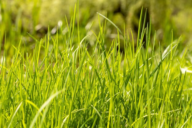 Fresh green juicy young grass in the sun