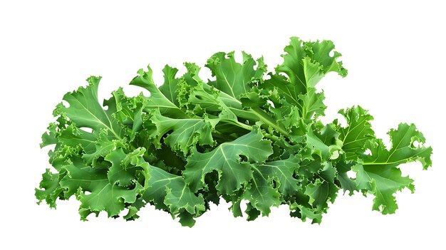 Photo fresh green kale leaves isolated on white background