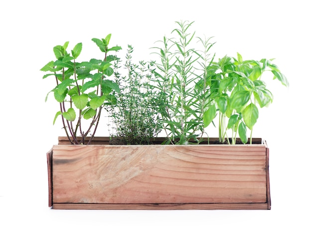 Fresh green kitchen herbs isolated over white table.