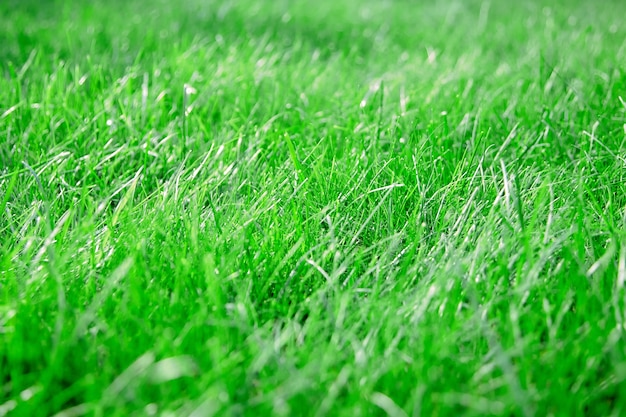 Fresh green lawn grass details