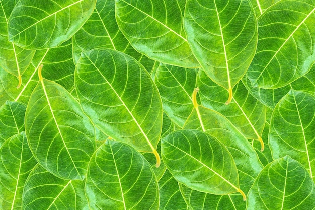 新鮮な緑の葉の背景