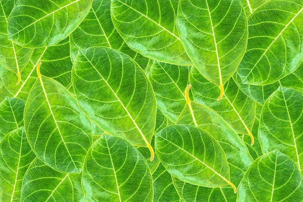 Fresh green leaf background