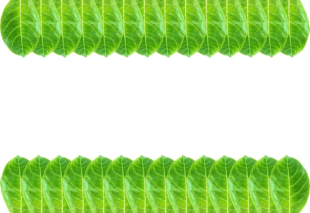 Fresh green leaf background