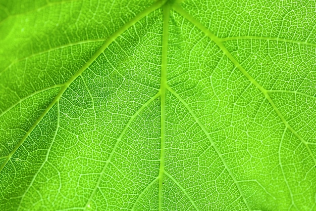 Fresh green leaf close up