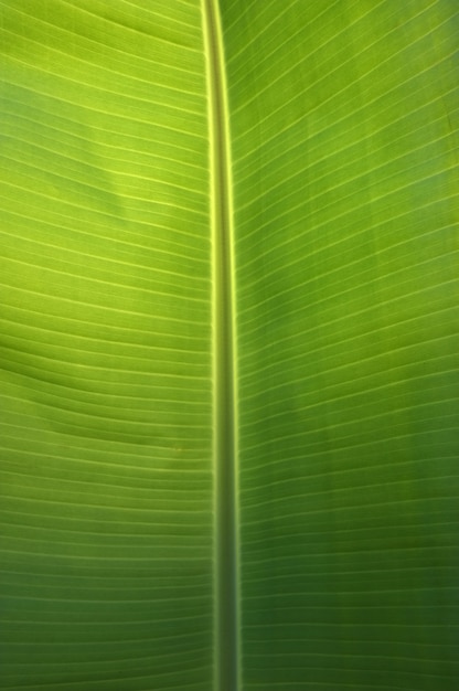 fresh green leaf close up