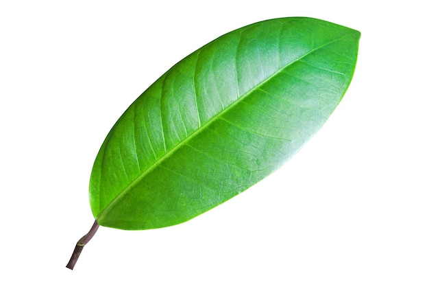 Fresh green leaf from garden on greenery season isolated on white background