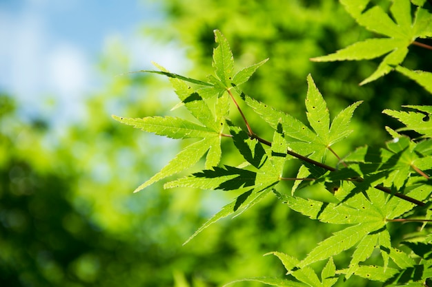 Fresh green leaf green background.