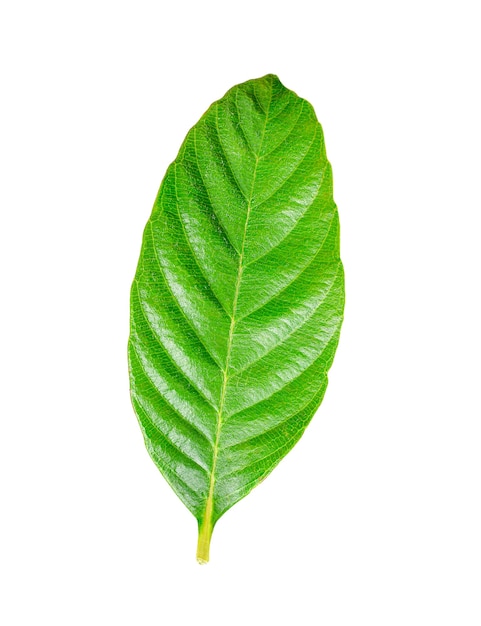 Fresh green leaf isolated on white background