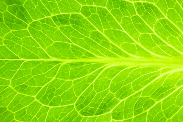 Fresh Green Leaf of Lettuce Super Macro