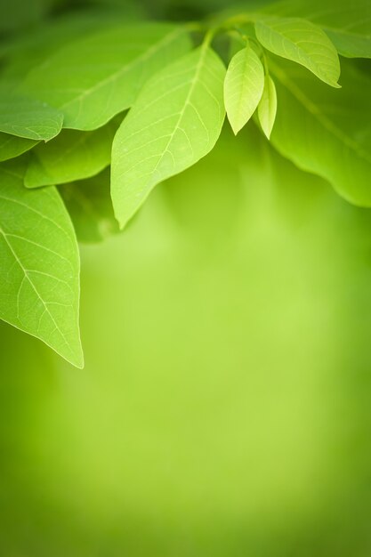 Photo fresh green leaf nature on blurred greenery background