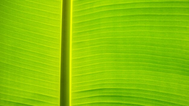 Foto priorità bassa verde fresca di struttura del foglio della banana