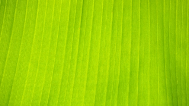 Fresh green Leaf texture background of banana