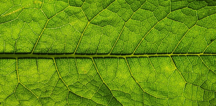 Photo fresh green leaf texture background