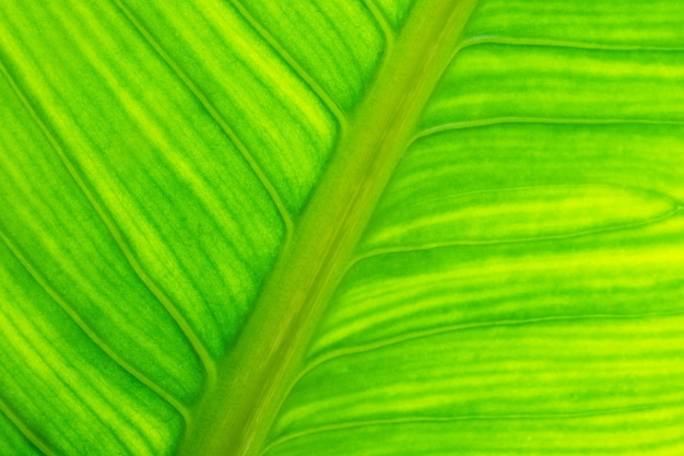 Foto fondo astratto naturale di struttura della foglia verde fresca