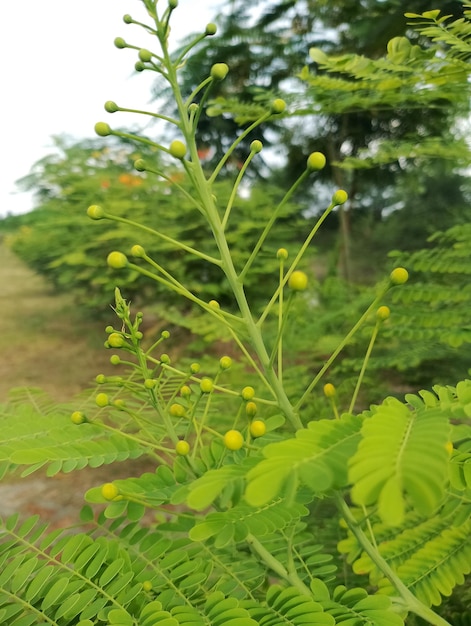 花と新緑の葉