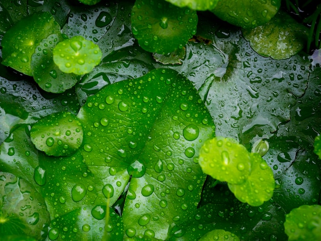 물으로 신선한 녹색 잎 배경을 삭제합니다. Centella asiatica는 비가 내린 후 많은 물방울로 덮여 있습니다.