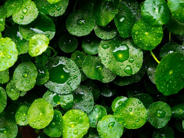 Fresh green leaf with water drops background. Centella asiatica leaves covered with many water drops after raining.