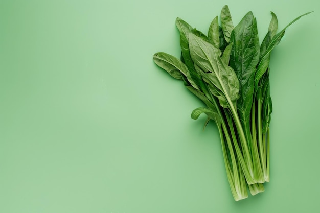 Fresh Green Leafy Vegetables on Green Background