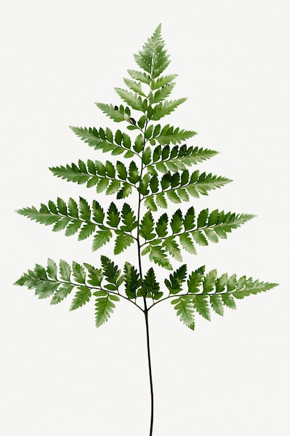 Fresh green leatherleaf fern isolated on background