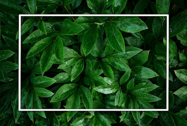 Fresh green leaves after rain with water drops Green summer background with white frame