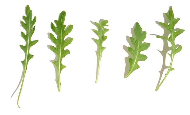Photo fresh green leaves of arugula on a white isolated background top view