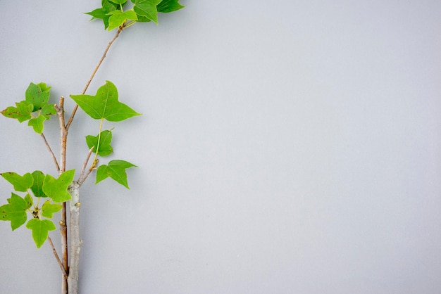 Fresh green leaves background Maple plant stem decorated arrangement flat lay on clean pastel gray