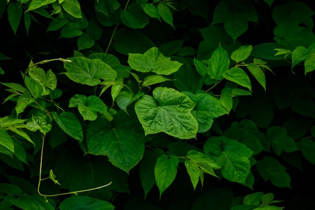 Fresh green leaves background shallow depth of field partially focused photography