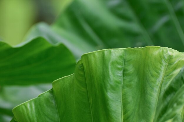 Fresh green leaves for background