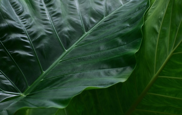 Fresh green leaves for background