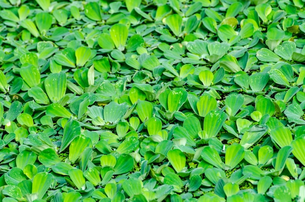 fresh and green leaves on background