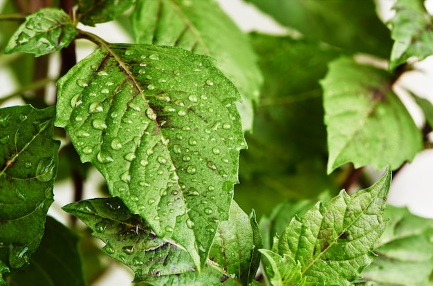 Fresh green leaves of basil with water drops