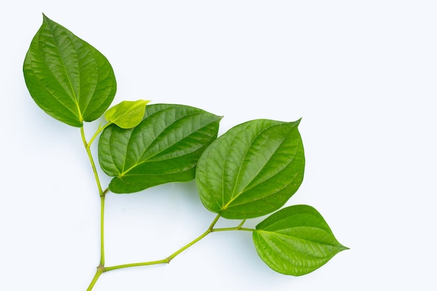 Fresh green leaves of betel plant on white surface