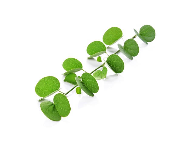 Fresh green leaves branch isolated on white background