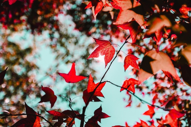 Fresh green leaves on the branch with daylight