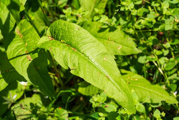 Fresh green leaves close up