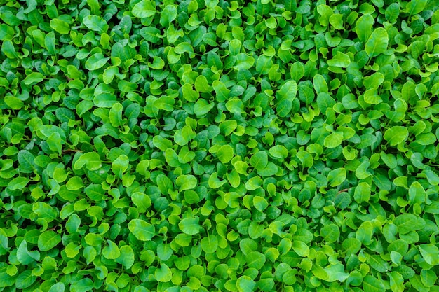 新鮮な緑の葉が土地の背景を覆った小さな植物のベッドの背景