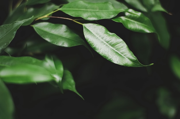 어두운 숲, 자연 및 환경 개념의 신선한 녹색 잎