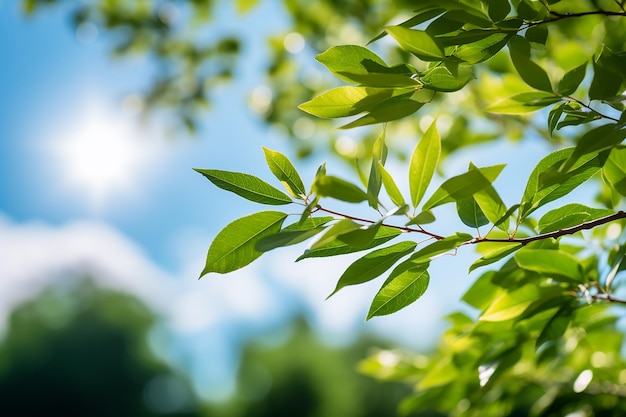 Fresh Green Leaves on Forest Garden Nature Environment with Sunlight in Blue Sky