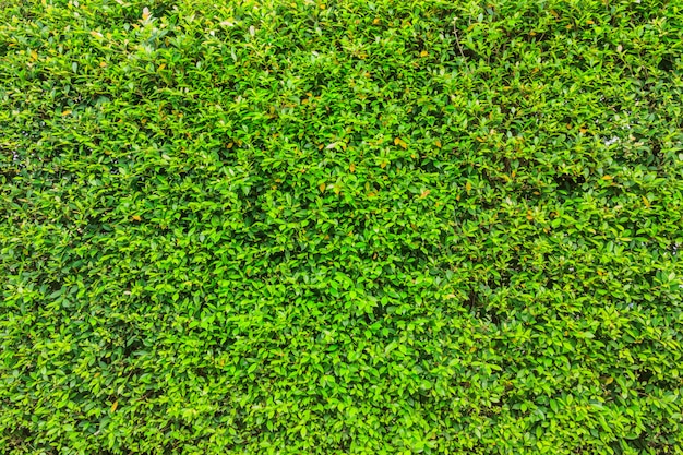 Fresh green leaves in the garden 