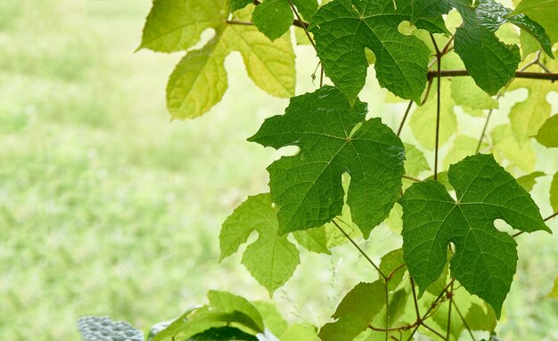 Fresh green leaves of grape vine