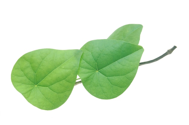 fresh green leaves isolated on white backgound