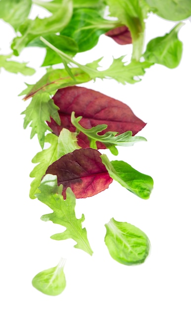 Fresh green leaves lettuce salad isolated on white background