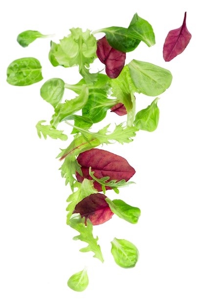 Fresh green leaves lettuce salad isolated on white background