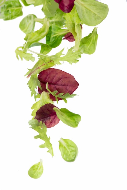 Fresh green leaves lettuce salad isolated on white background